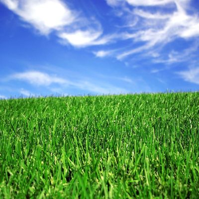 Futbol Sahası İçin 50mm Peyzaj Sentetik Suni Çim